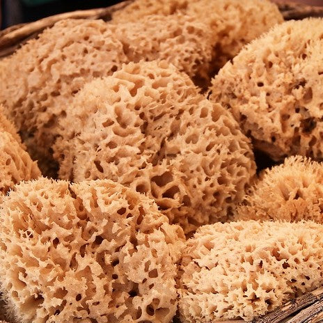 Natural Sea Sponge - Sea Wool Sponge – cinder + salt